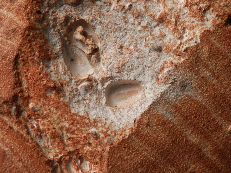 Recumbent Corn Bowl Dry with bite detail