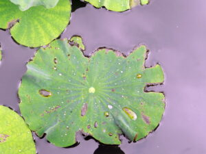 Lotus leaves