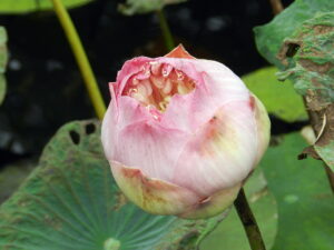 Lotus bud opening with rose colored tips