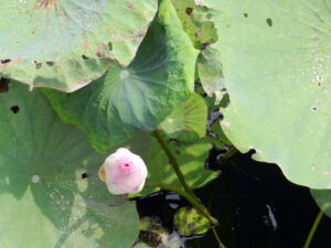 Lotus bud opening with rose colored tips