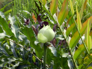 lotus bud