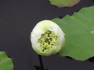 white lotus beginning to open