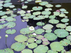 A lotus flower among lotus pads or leaves in the water