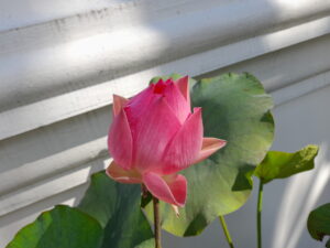 red lotus from the side