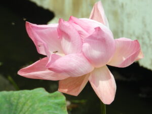 pink lotus with insect