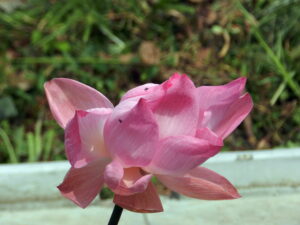 pink lotus with insects
