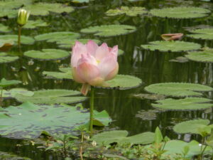 pink lotus with lily pads and a lily bud