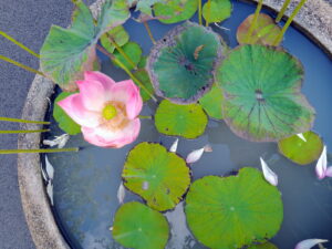 pink lotus in a pot with fallen pedals