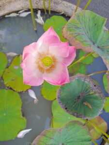 pink lotus in a pot with fallen pedals (detail)