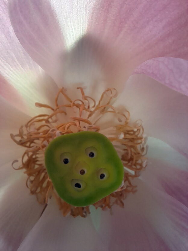 pink lotus in a pot with fallen pedals (detail of seed pod in the flower)