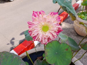 magenta lotus fully open