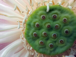 close up of seed pod in flower