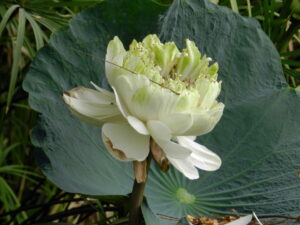 open white lotus