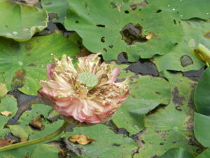 open pink lotus starting to turn brown