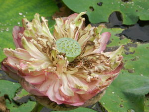 open pink lotus starting to turn brown (detail)