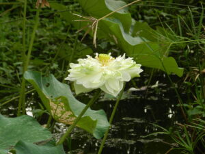 White lotus ready to lose its pedals