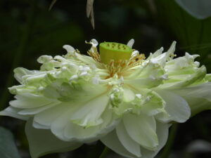 White lotus ready to lose its pedals