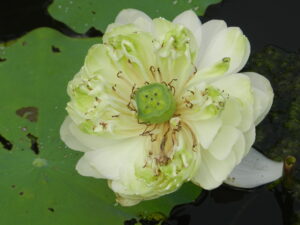 White lotus ready to lose its pedals