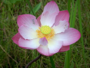Near pristine magenta lotus