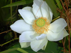 white lotus