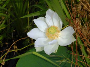 white lotus detail