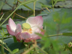 magenta lotus with some lost petals