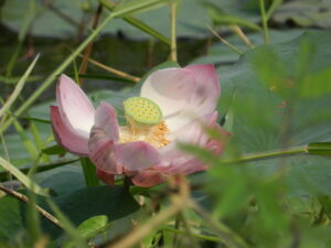 magenta lotus with some lost petals
