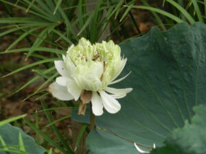 white lotus losing petals