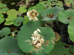 white lotus losing petals with petals shown on leaf