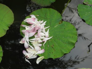 petals on leaf
