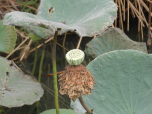 green seed pod