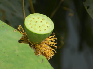 green seed pod