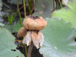dry lotus blossom