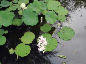 lotus and fallen petals