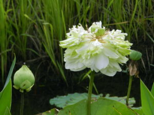 fully open white lotus